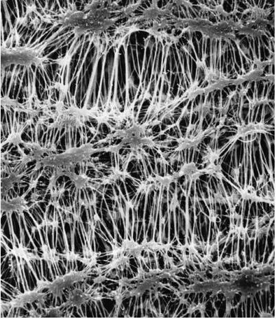 Мембрана, d пор 0,22 мкм, d мембраны 47 мм, политетрафторэтилен (PTFE), гидрофильная, нестерильная, 100 шт