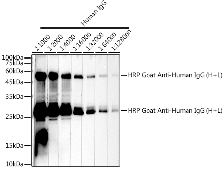 Антитела Anti-Human IgG (H+L) козьи, поликлональные, конъюгированные с HRP, вестерн-блоттинг
