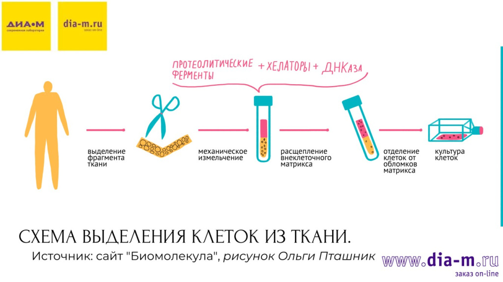 Схема выделения клеток из ткани Схема выделения клеток из ткани