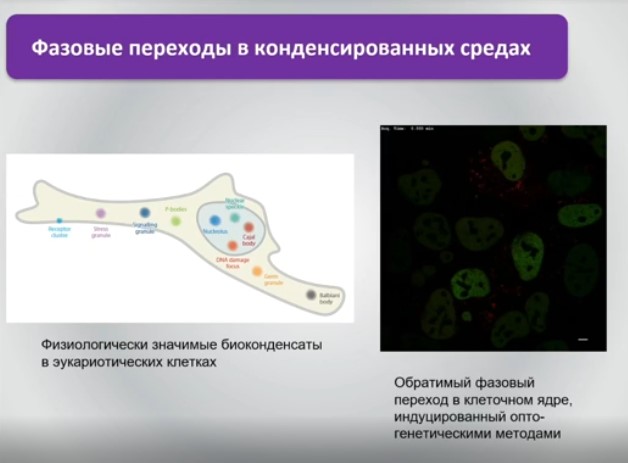фазовые переходы в конденсированных средах