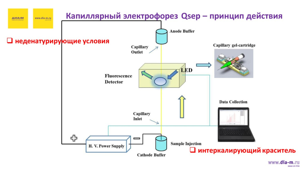 Капиллярный электрофорез Qsep - принцип действия Капиллярный электрофорез Qsep - принцип действия