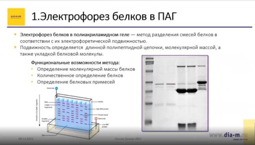 Электрофорез белков в ПАГ Электрофорез белков в ПАГ