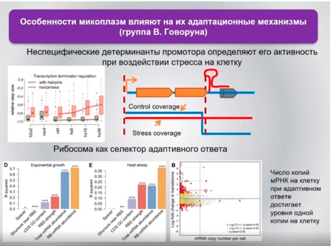 особенности микоплазм