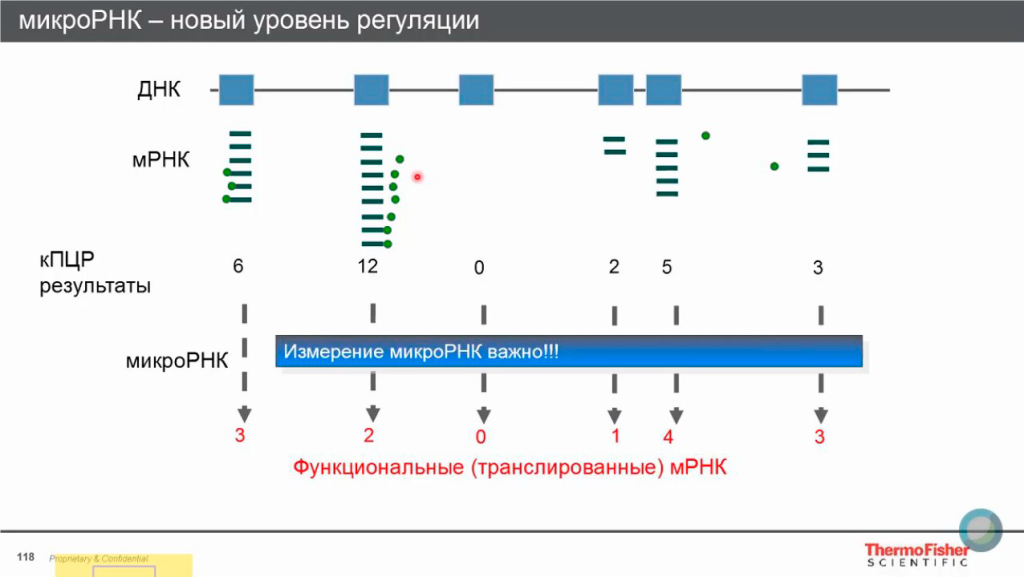 Новый уроень РНК