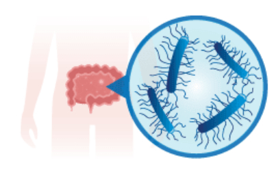 With its 100,000 billion bacteria, the intestinal microbiota is the most important flora of the human body.