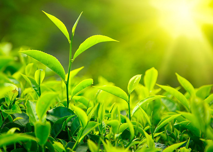 В «Диаэм» мы верим в красоту баланса. Потому что, только достигнув правильного баланса, мы можем устойчиво повысить урожайность, здоровье и рост животных и сельскохозяйственных культур, не нанося вреда природным ресурсам Планеты.