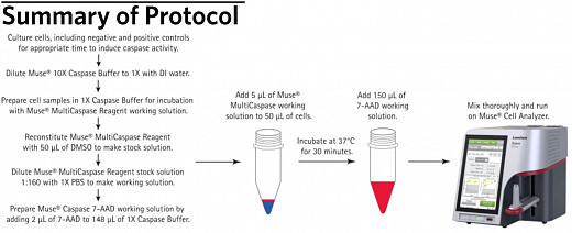 Набор для анализа апоптоза (каспазы 1, 3, 4, 5, 6, 7, 8 и 9) Muse Muse MultiCaspase Kit, 100 тестов Фото 2