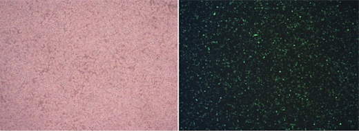 Трансфекционный реагент HighGene plus, Abclonal