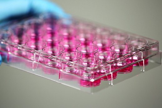 Бортик и наполнение культуральных планшетов