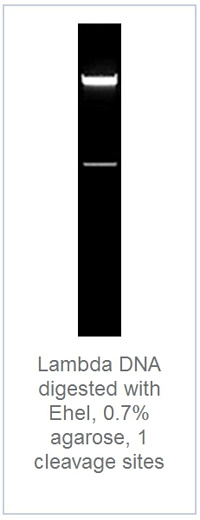 0.7 % агарозный гель-электрофорез с результатами гидролиза ДНК фага лямбда эндонуклеазой рестрикции EheI (1 сайт рестрикции)