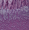 Камера цифровая HD LCD Digital Microscope Camera, BLC-600 Plus, 6 Мп, BestScope