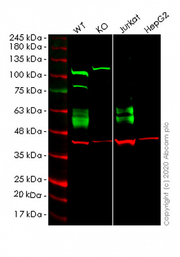 Клеточная линия Human CD47 knockout HEK293T cell line Фото 1