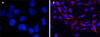 ДАПИ / DAPI dihydrochloride, Merck