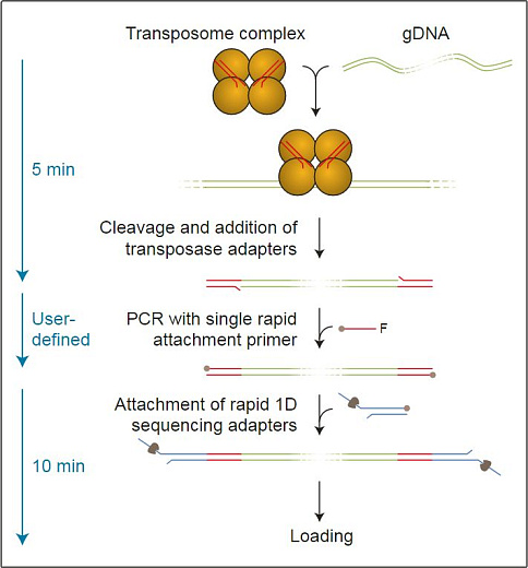 Набор для быстрого мультиплексного секвенирования ДНК с баркодированием образцов методом ПЦР, Rapid PCR Barcoding Kit