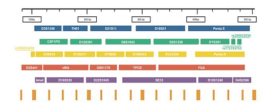 Панель локусов набора SureID PanGlobal Plus Human DNA Identification Kit