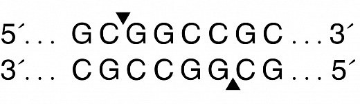  Эндонуклеаза рестрикции NotI, 10 000 ед/мл, New England Biolabs