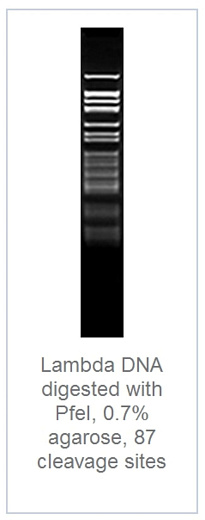 0.7 % агарозный гель-электрофорез с результатами гидролиза ДНК