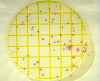 Микробиологические экспресс-тесты для определения Staphylococcus aureus, за 24-48 ч, Petrifilm, 25 шт./уп. Фото 3