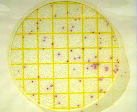 Микробиологические экспресс-тесты для определения Staphylococcus aureus, за 24-48 ч, Petrifilm, 25 шт./уп.