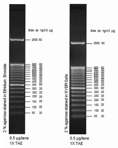 Маркер длин ДНК TrackIt 50 bp DNA Ladder, 17 фрагментов от 50 до 2500 п.н.; готовый к применению; 0,1 мкг/мкл Фото 1