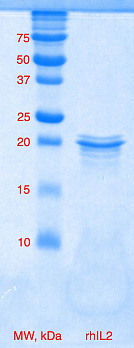 Интерлейкин 2 человека, рекомбинантный белок, rhIL-2
