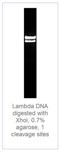 0.7 % агарозный гель-электрофорез с результатами гидролиза ДНК фага лямбды эндонуклеазой рестрикции XhoI (1 сайт рестрикции)