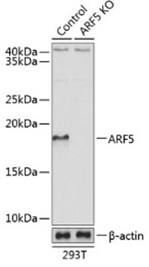 Антитела [KO Validated] ARF5 кроличьи, поликлональные