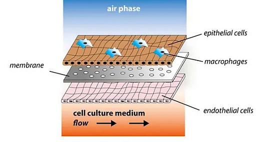 Перфузионный чип  iFlow (моделирование условий in vivo)