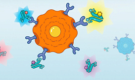 Антитела anti-Human CD146 mAb кроличьи, моноклональные, конъюгированы с ABflo 488, ABclonal, Китай