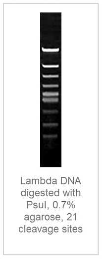 0.7 % агарозный гель-электрофорез с результатами гидролиза ДНК фага лямбды эндонуклеазой рестрикции RseI (21 сайт рестрикции)