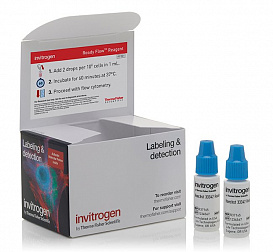 Набор Hoechst 33342 Ready Flow Reagent, для проточной цитометрии, 2х2,5 мл, 120 тестов