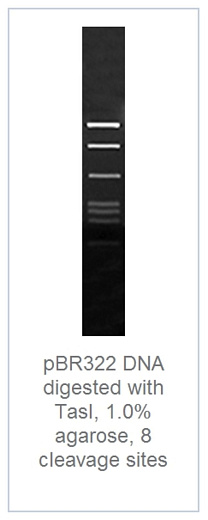 1.0 % агарозный гель-электрофорез с результатами гидролиза ДНК pBR322 эндонуклеазой рестрикции TasI (8 сайтов рестрикции)
