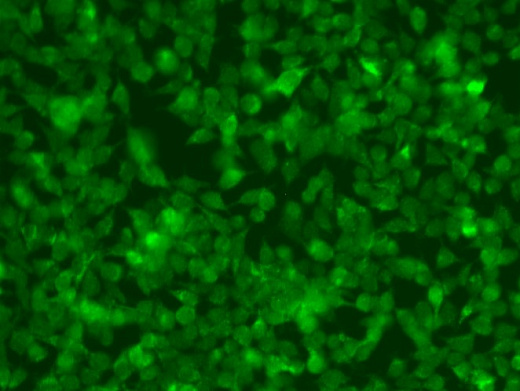 Иммуноцитохимия: клетки HeLa фиксировали смесью метанол/ацетон 1:1 (-20°C в течение 20 мин) и блокировали 3 % BSA в PBS (RT в течение 1 часа). Клетки окрашивали антителами anti-Bax antibody в разведении 1:20 (RT в течение 1 часа).