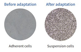 Бессывороточные среды для гибридом, Bioengine, Китай