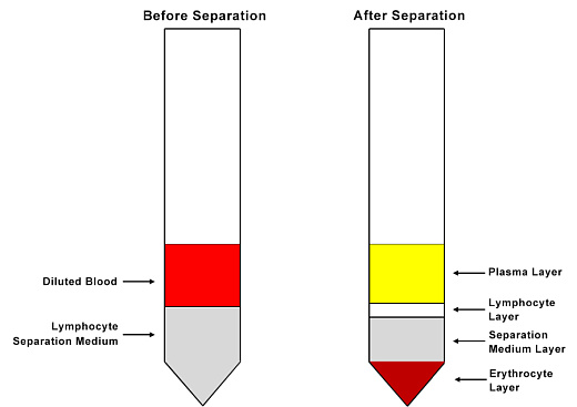 Схематическое изображение каждого слоя до и после разделения