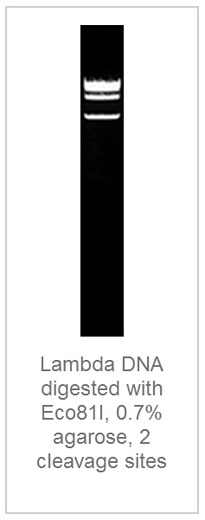 0.7 % агарозный гель-электрофорез с результатами гидролиза ДНК фага лямбды эндонуклеазой рестрикции Eco81I (2 сайта рестрикции)