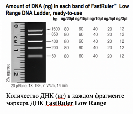 Маркер длин ДНК, FastRuler Low Range, 5 фрагментов от 50 до 1500 п.н., готовый к применению Фото 1