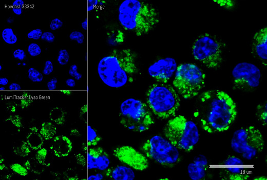 Краситель для клеточной микроскопии LumiTracker Lyso Green, зеленый, 20×50 мкл, Lumiprobe
