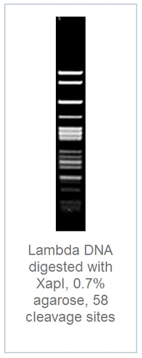 Эндонуклеаза рестрикции XapI Fast Digest для ускоренного гидролиза ДНК, Fermentas Фото 2