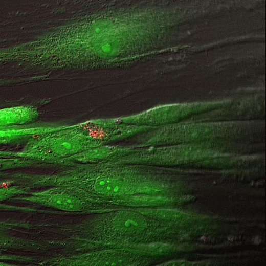 Набор LIVE/DEAD Cell Imaging Kit (488/570), для флуор. анализа (фл. микроскопия) жизнеспособности клеток млекопитающих